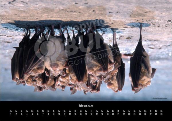 Fledermauskalender für 2023 - Februar